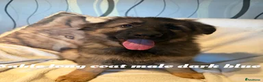 German Shepherd 3