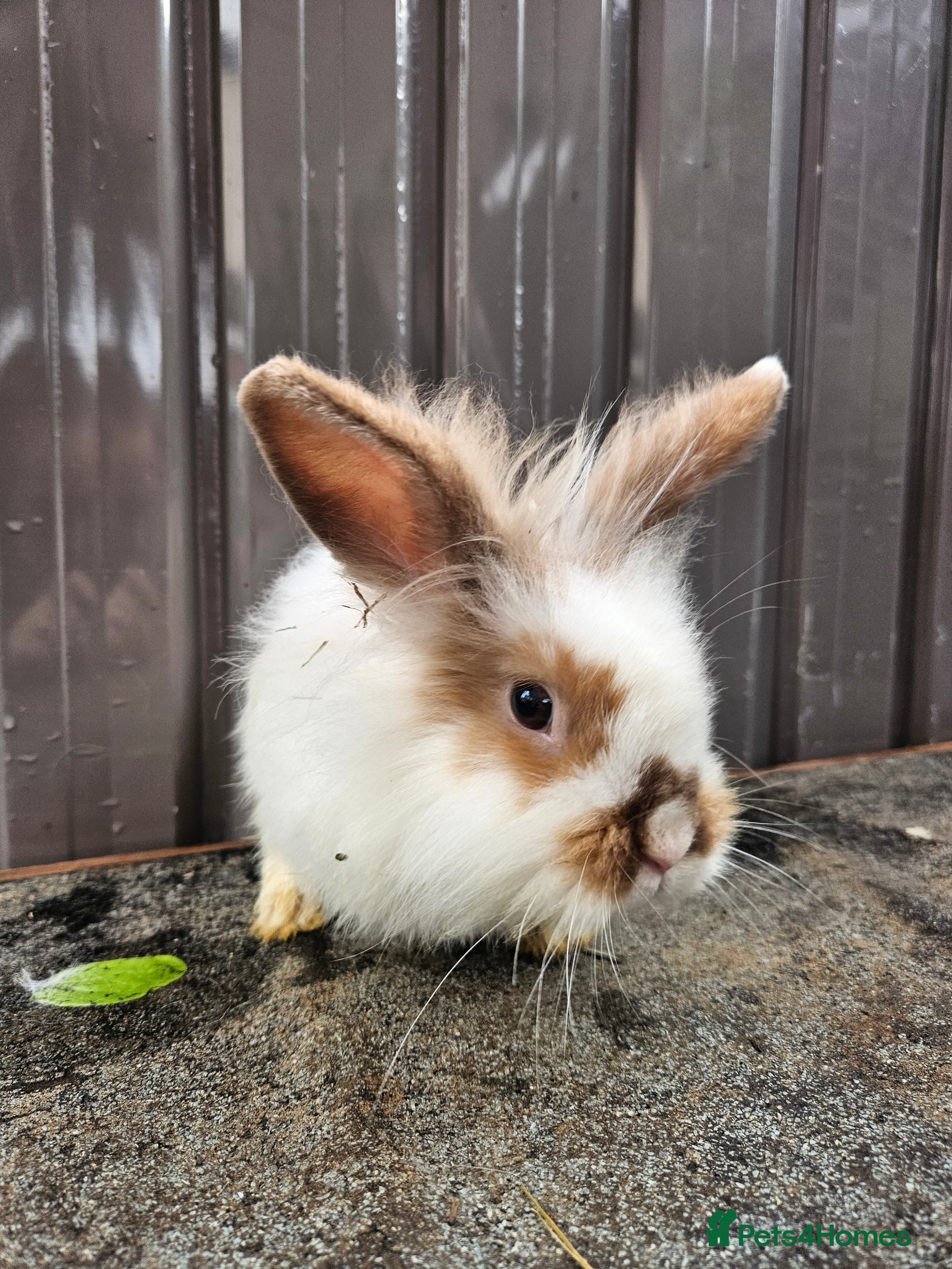 Mixed Breed rabbits Lion head buck born oct 2025 - Advert 19