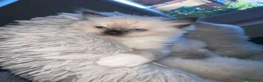 Ragdoll 2 - Seal Point Boy 