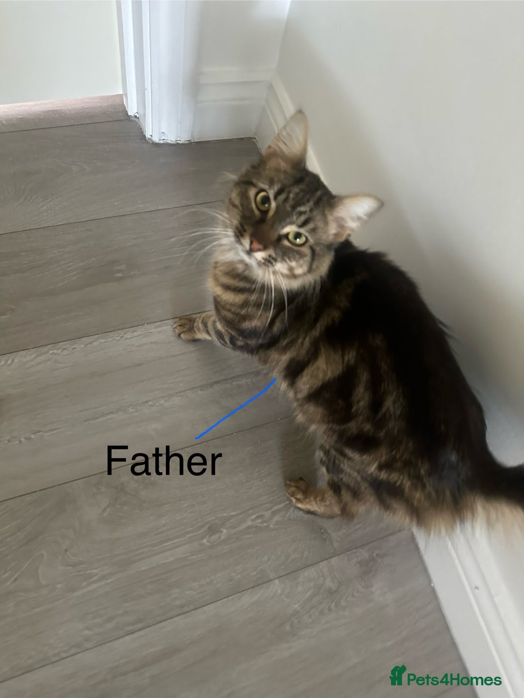 Mixed Breed cats for sale: Selling 3 beautiful kittens which are 7 weeks old  - Image 11