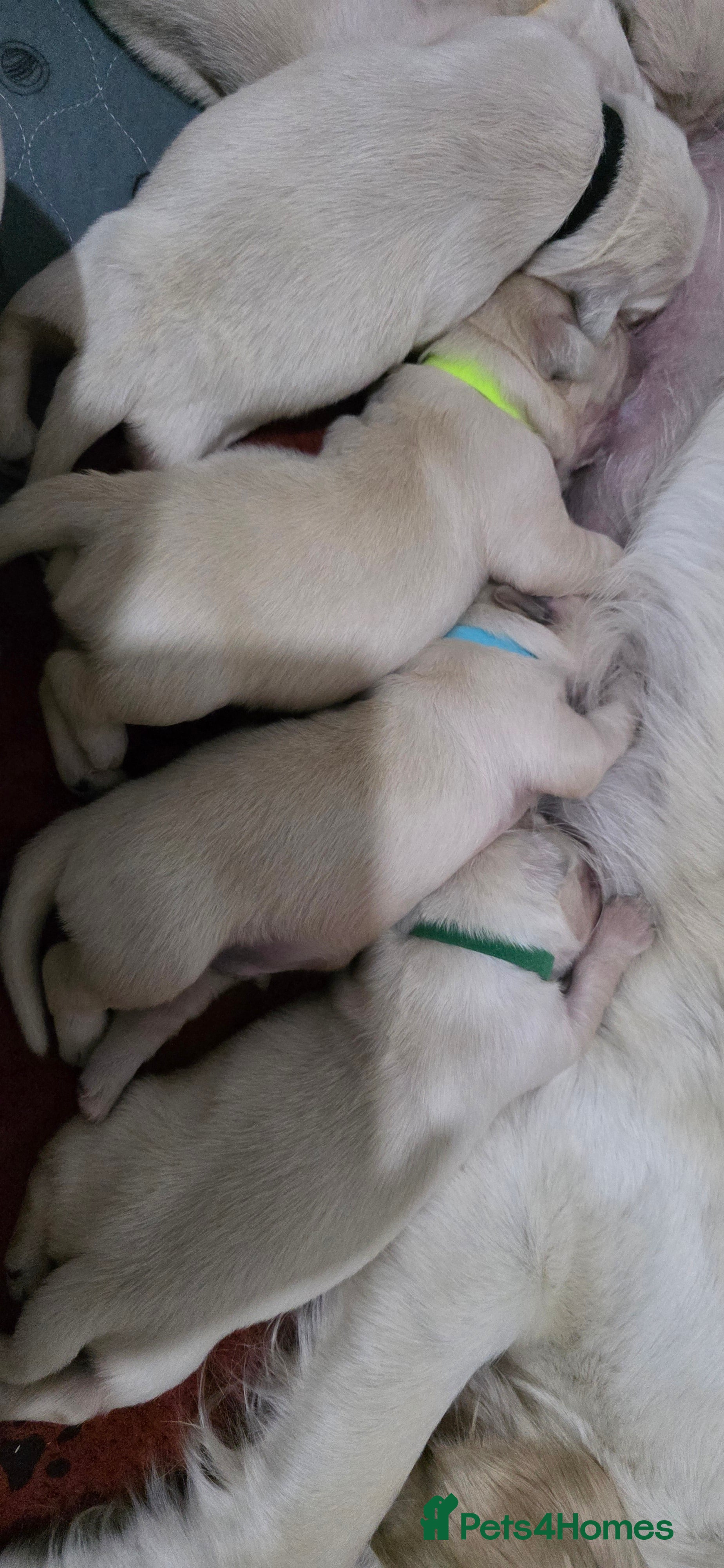 Golden Retriever dogs for sale: Gorgeous KC Registered Golden Retriever Puppies - Advert 2