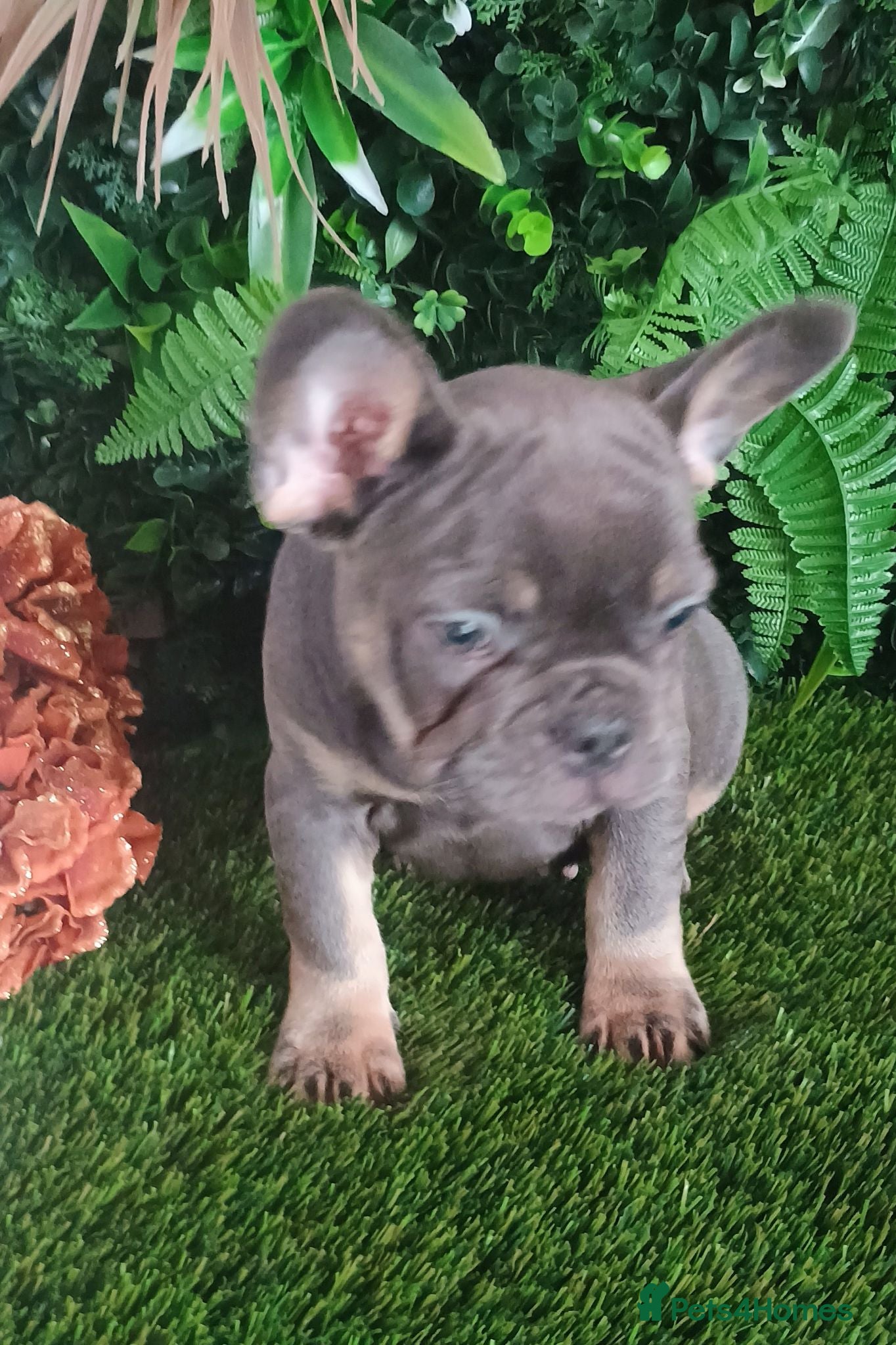 French Bulldog dogs Fluffy French Bulldog Puppies  - Advert 18