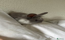 Mini Lion Lop rabbits for sale: Grey female Minilop Lionhead - Image 2