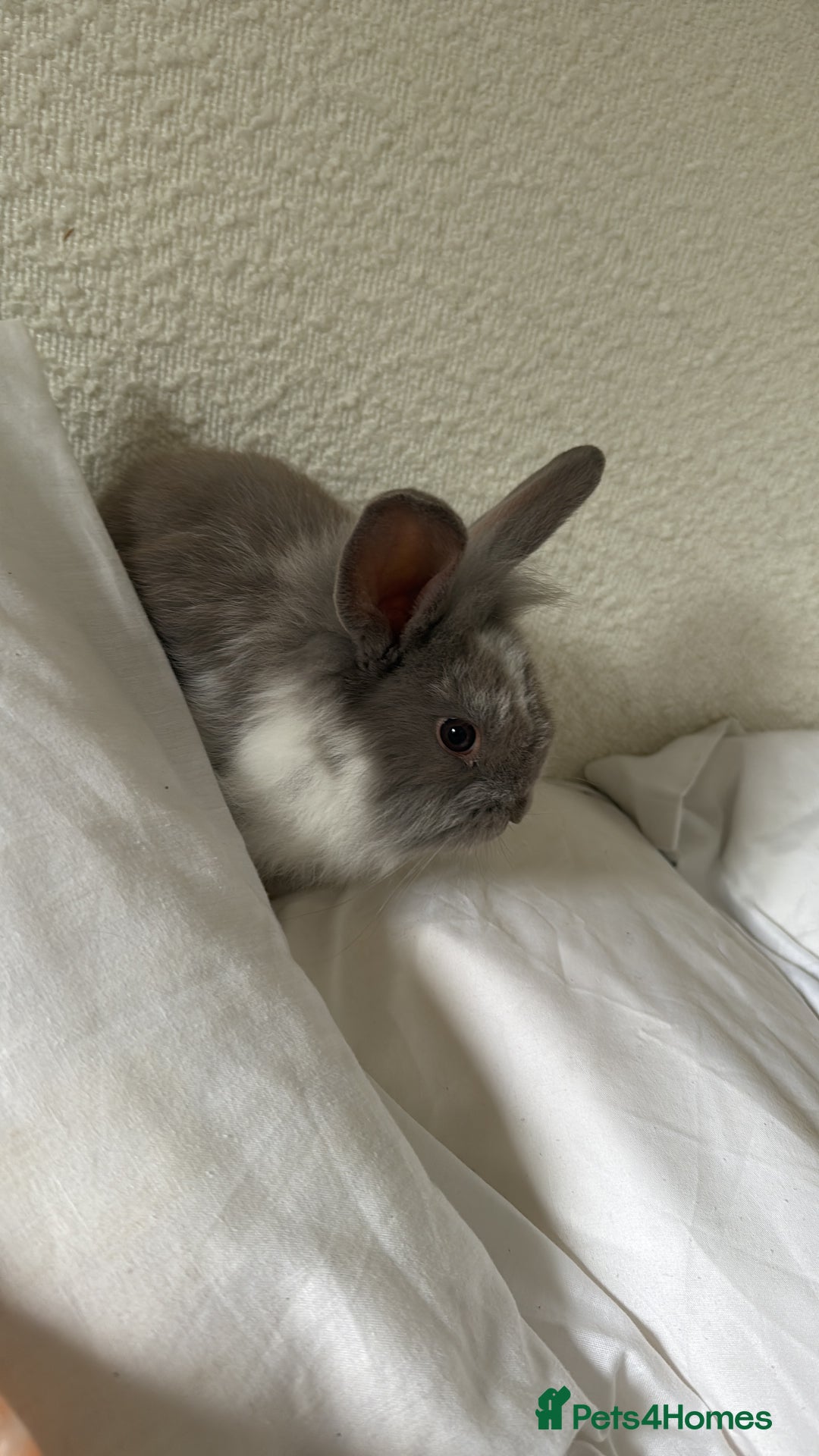 Mini Lion Lop rabbits for sale: Grey female Minilop Lionhead - Image 2