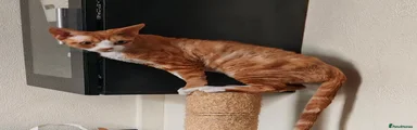 Devon Rex 1