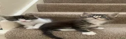 Maine Coon cats for stud: Main Coon STUD ONLY Classic Tabby - Advert 4