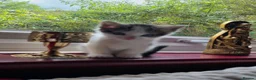 Bengal cats for sale: 4 Part Bengal kittens READY NOW  - Advert 9