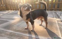 Chihuahua dogs for stud: T-Cup Chihuahua for Stud  - Image 3