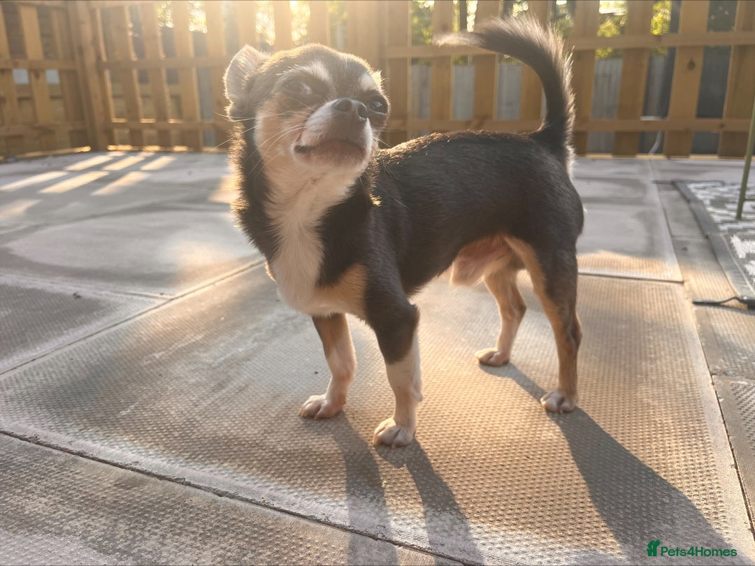 Chihuahua dogs for stud: T-Cup Chihuahua for Stud  - Image 3