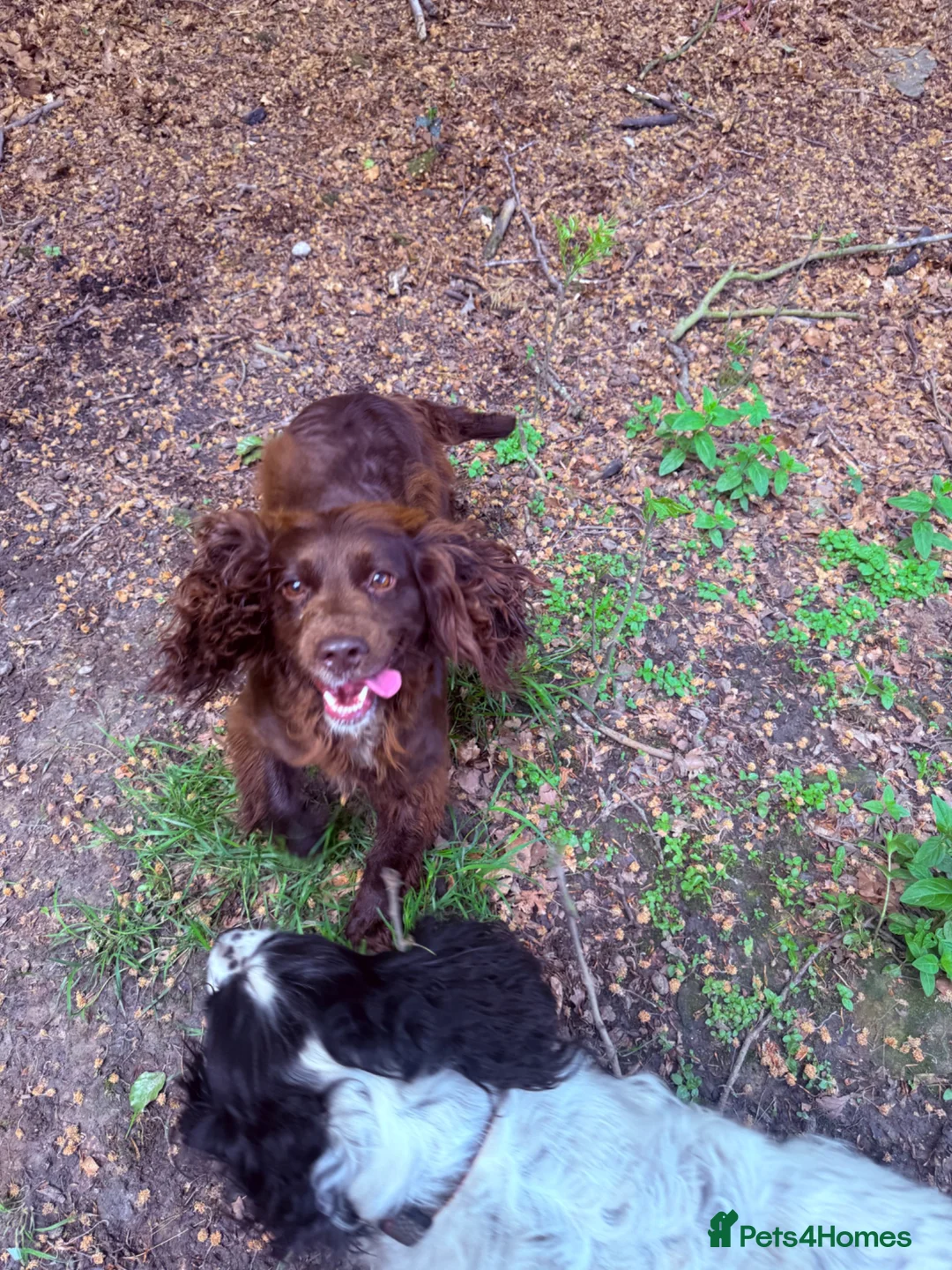 Cocker Spaniel dogs for sale: Working cocker spaniel  - Advert 3