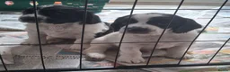 Sprocker dogs for sale: Gorgeous sprocker spaniel - Advert 3