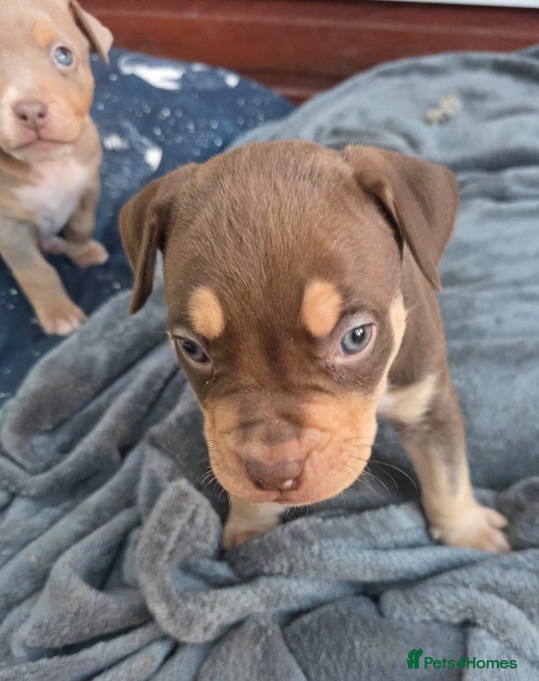 Mixed Breed dogs for sale: Doberman X Bully - Advert 7