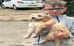 Cavapoo dogs for sale: Beautiful Cavapoo Puppies  - Image 9