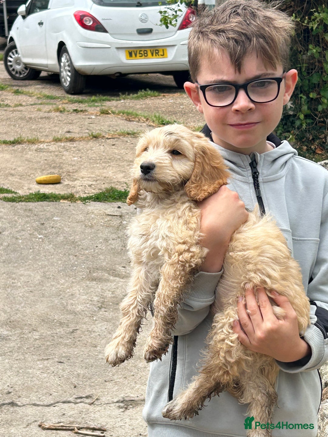 Cavapoo dogs for sale: Beautiful Cavapoo Puppies  - Image 9