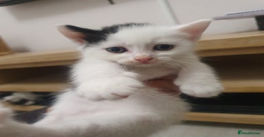 Mixed Breed cats - Advert 14