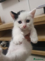 Mixed Breed cats - Advert 14