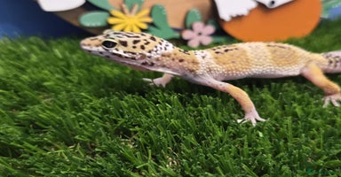 Gecko reptiles - Advert 1