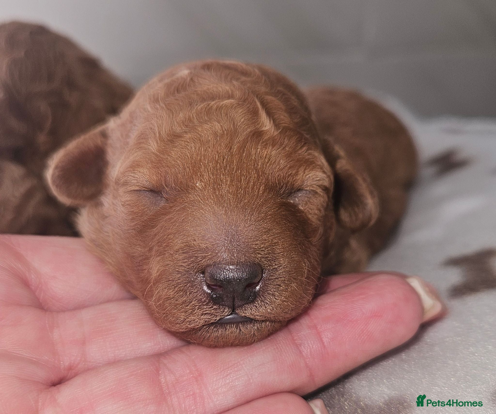 Toy Poodle dogs Licensed breeder, kc dna clear tiny toy poodles - Advert 2