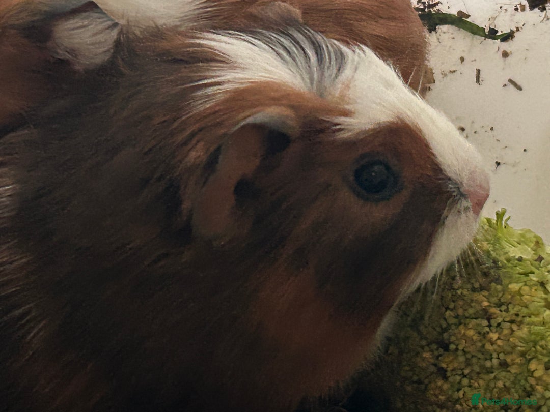 Guinea Pig rodents for sale: Beautiful Baby Guinea Pigs. - Advert 6