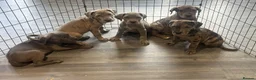 Cane Corso dogs for sale: Cane corso pups ready now  in Dereham - Advert 9