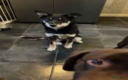 Mixed Breed dogs for sale: Luna  - Image 2