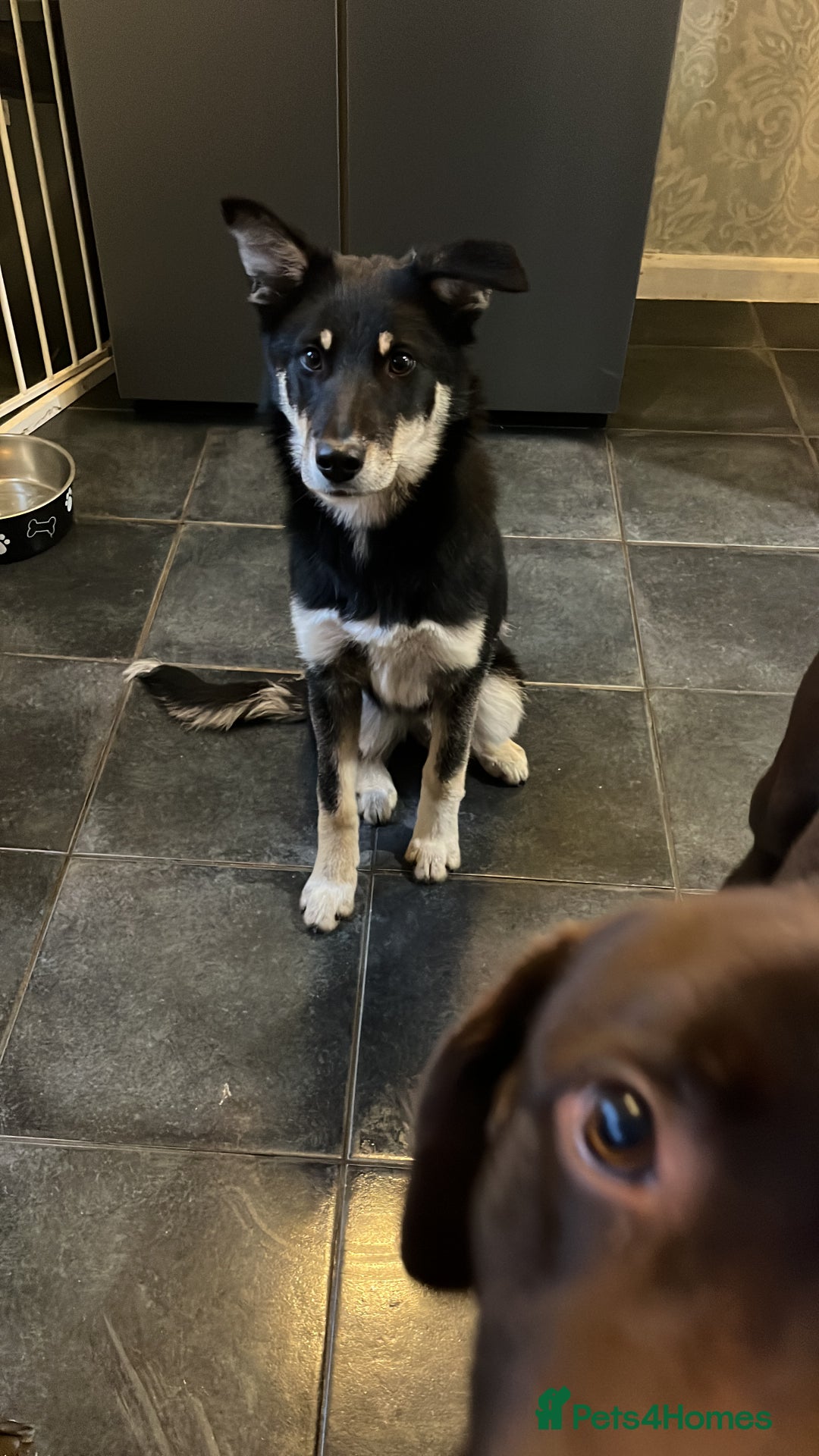 Mixed Breed dogs for sale: Luna  - Image 2