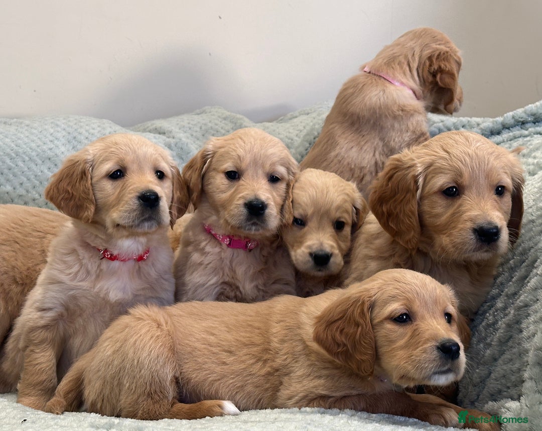 Golden Retriever dogs for sale: Quality litter of KC reg Golden Retriever Puppies  - Advert 3