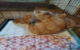 Mixed Breed cats for sale: Beautiful Male Kittens - Image 3