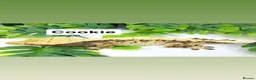 Gecko reptiles for sale: Updated Mixed crested geckos  - Advert 4