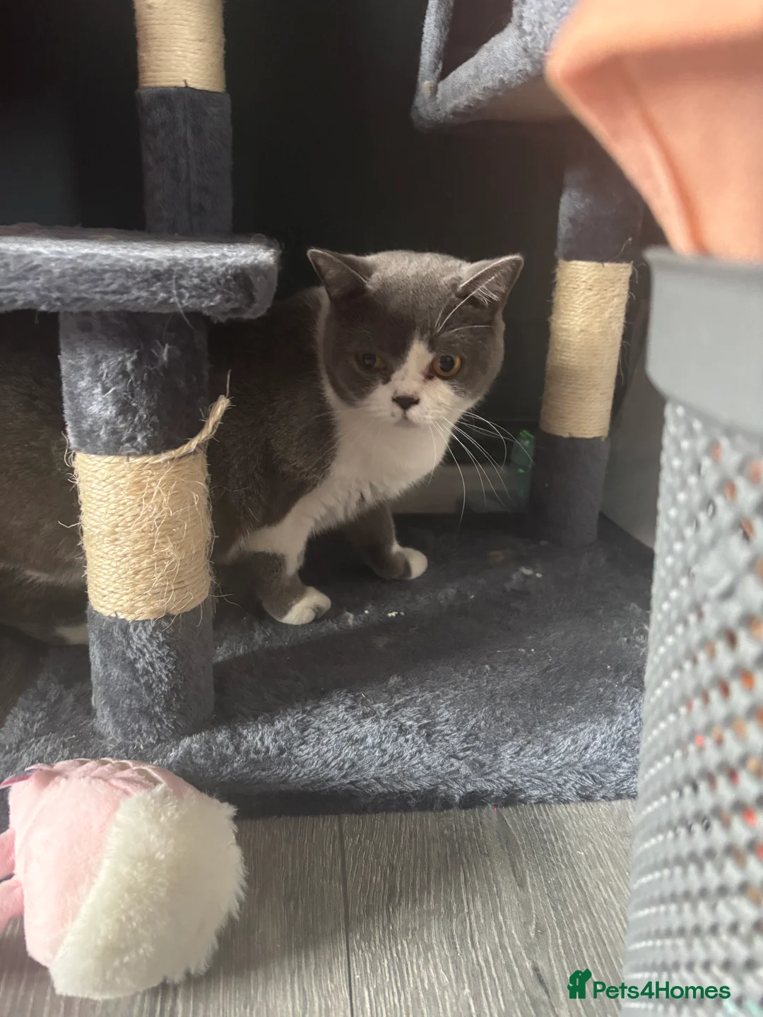 British Shorthair cats for sale: 3 lovley babies needing homes  - Advert 2