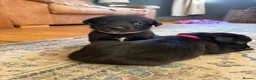 Borador dogs for sale: Stunning Lab x Collie, cream, black & chocolate! - Advert 34
