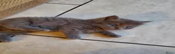 Mixed Breed cats for sale: Half Pedigree kittens - Advert 4