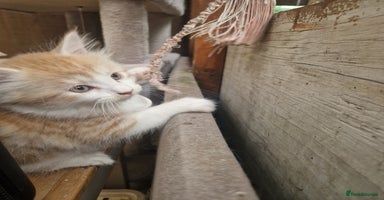 Mixed Breed cats - Advert 13