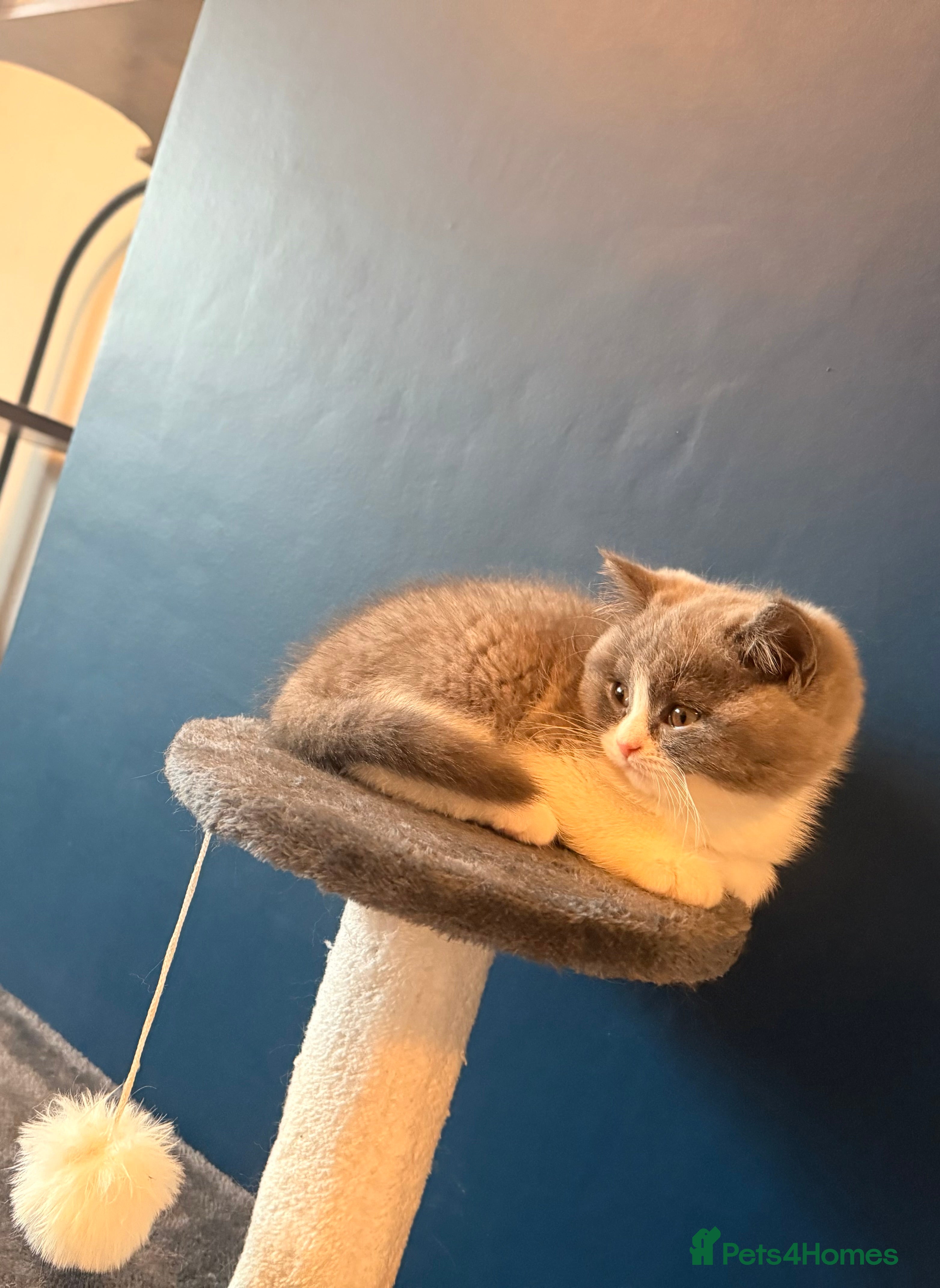 British Shorthair cats GGCF REGISTERED stunning blue bi colour male 🩵 - Advert 1