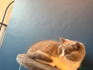 British Shorthair cats GGCF REGISTERED stunning blue bi colour male 🩵 - Advert 3