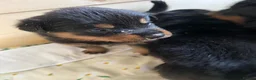 Rottweiler dogs for sale: Kasire and Calien’s stunning Rottweiler babies  - Advert 7