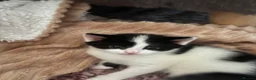 Mixed Breed cats for sale: Two cute fluffy kittens  - Advert 6