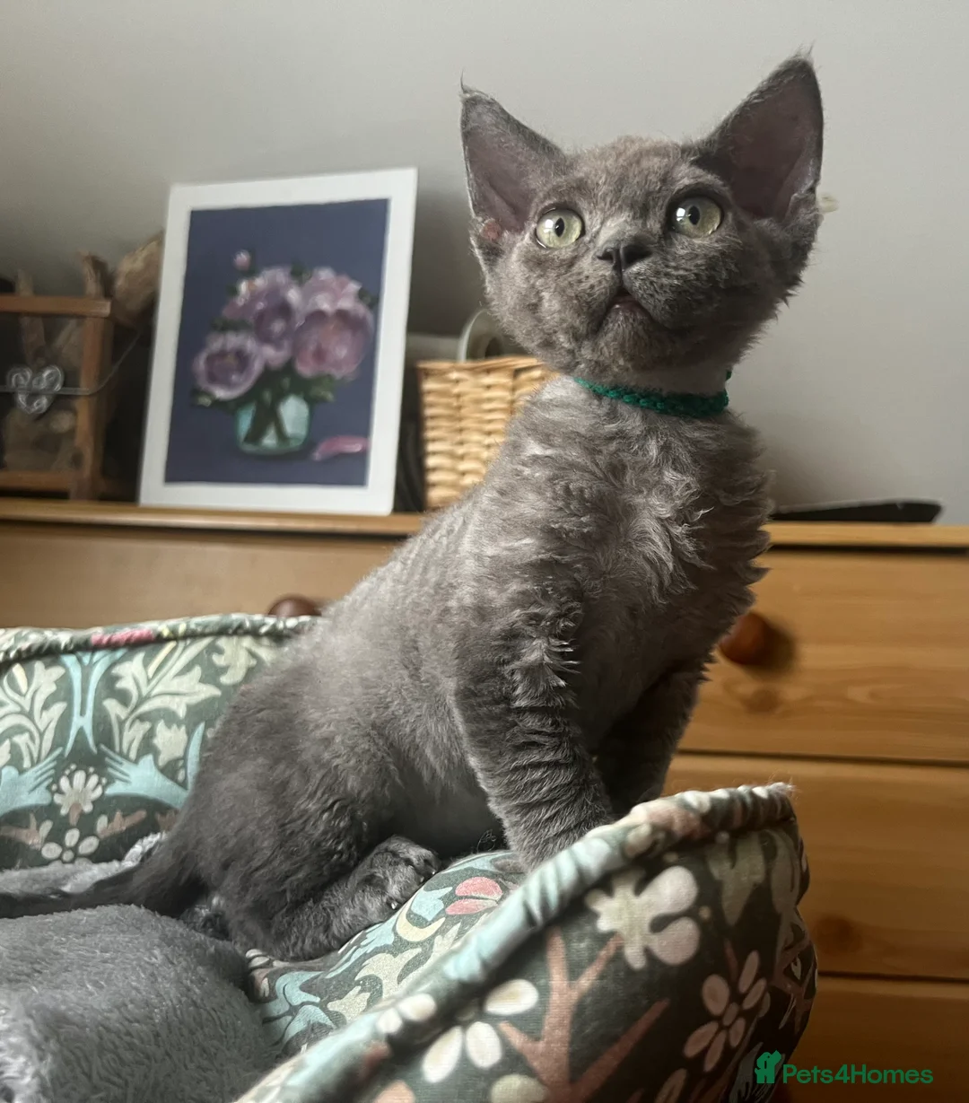 Devon Rex cats for sale: Devon Rex kittens  - Advert 6