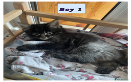 Mixed Breed cats for sale: 3 lovely kittens are looking for loving homes 🏡  - Image 5