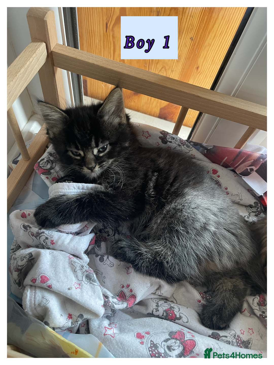 Mixed Breed cats for sale: 3 lovely kittens are looking for loving homes 🏡  - Image 5