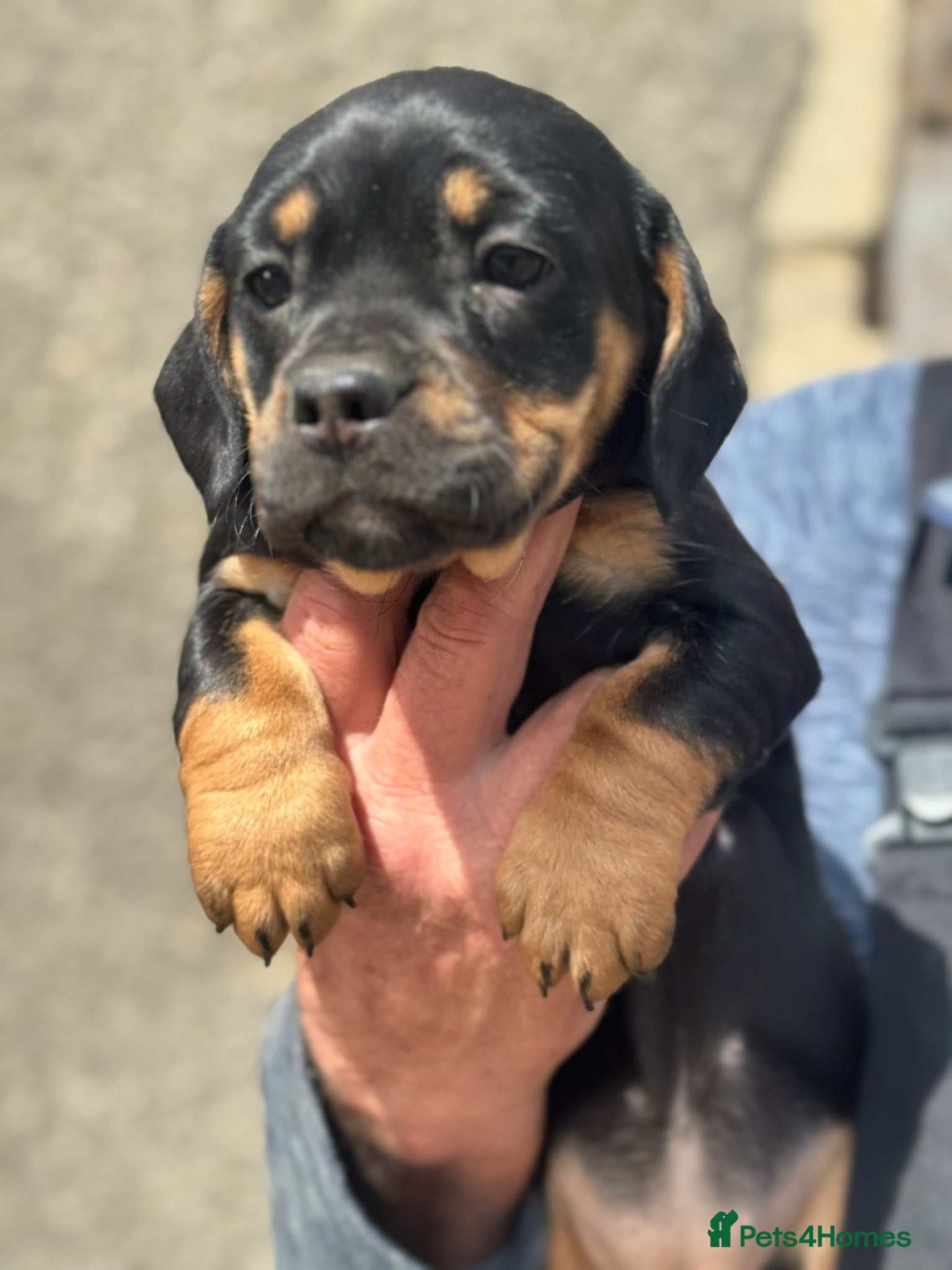 Mixed Breed dogs Gorgeous puppies - Advert 1