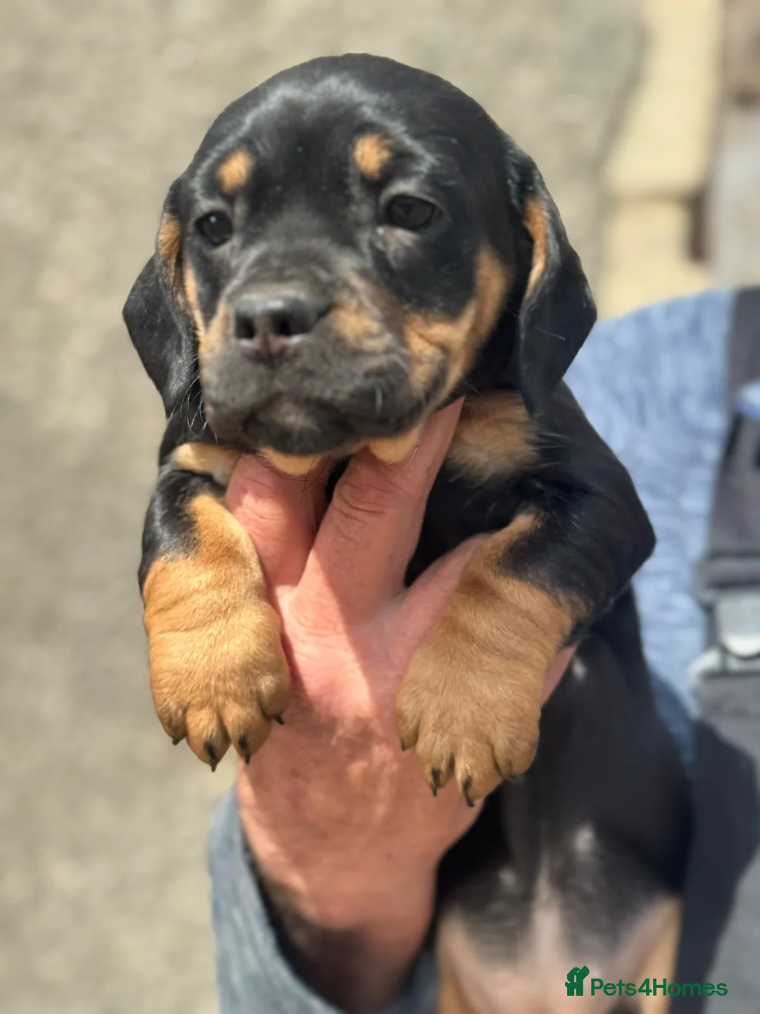 Mixed Breed dogs for sale: Gorgeous puppies in Falkirk - Advert 1