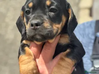 Mixed Breed dogs Gorgeous puppies - Advert 7