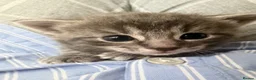 Mixed Breed cats for sale: Very beautiful marbled and striped cats - Advert 6