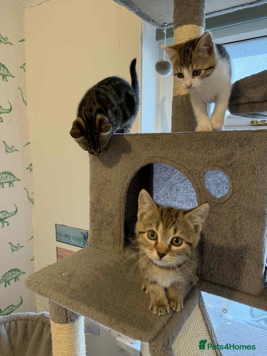 Mixed Breed cats for sale: Adorable Kittens Looking for Forever Homes! 🐱💕 - Image 18