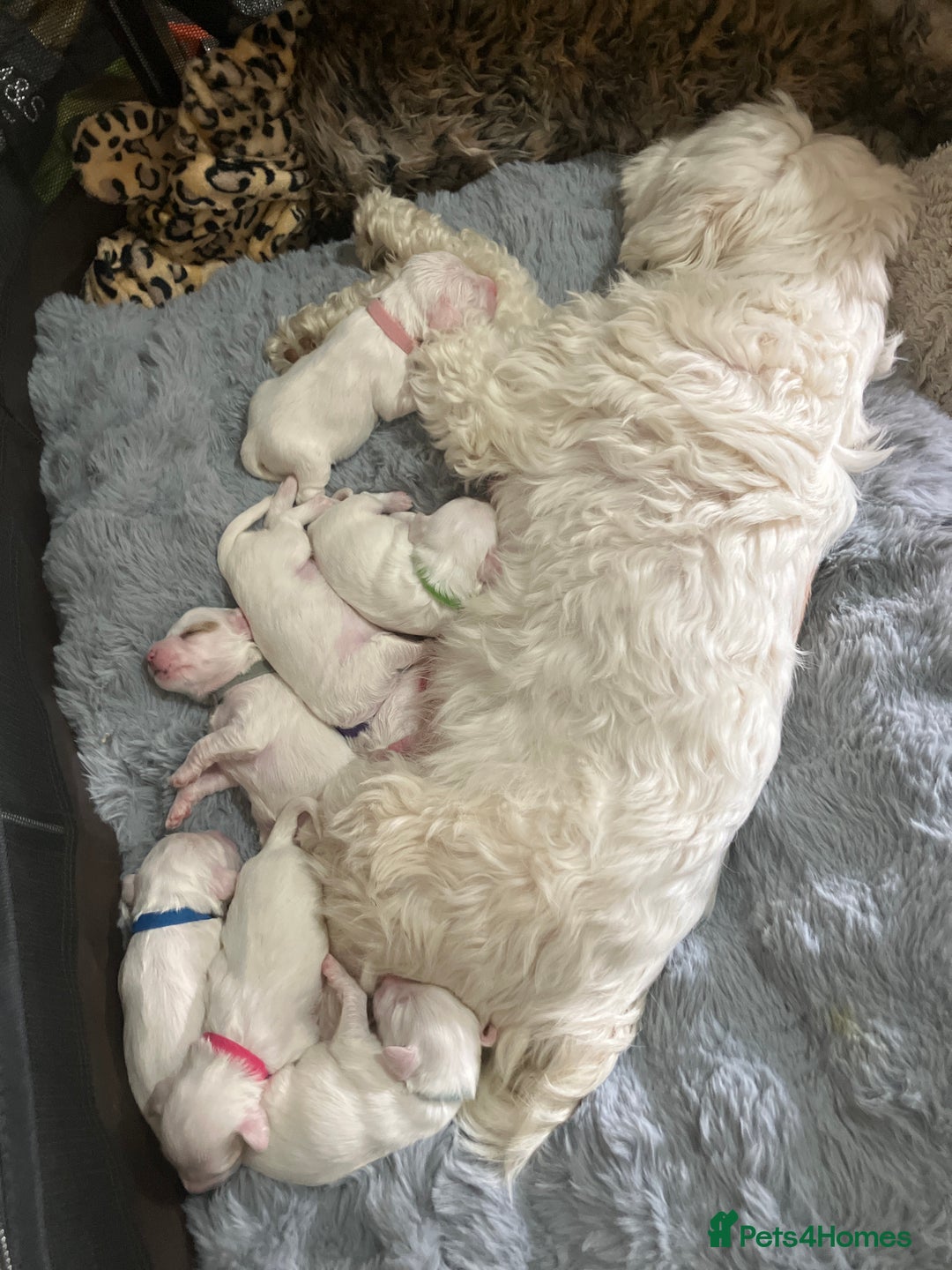 Tibetan Terrier dogs for sale: Tibetan terriers  - Advert 10