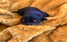 Bernedoodle dogs for sale: F1B Bernedoodle Puppies - Image 11
