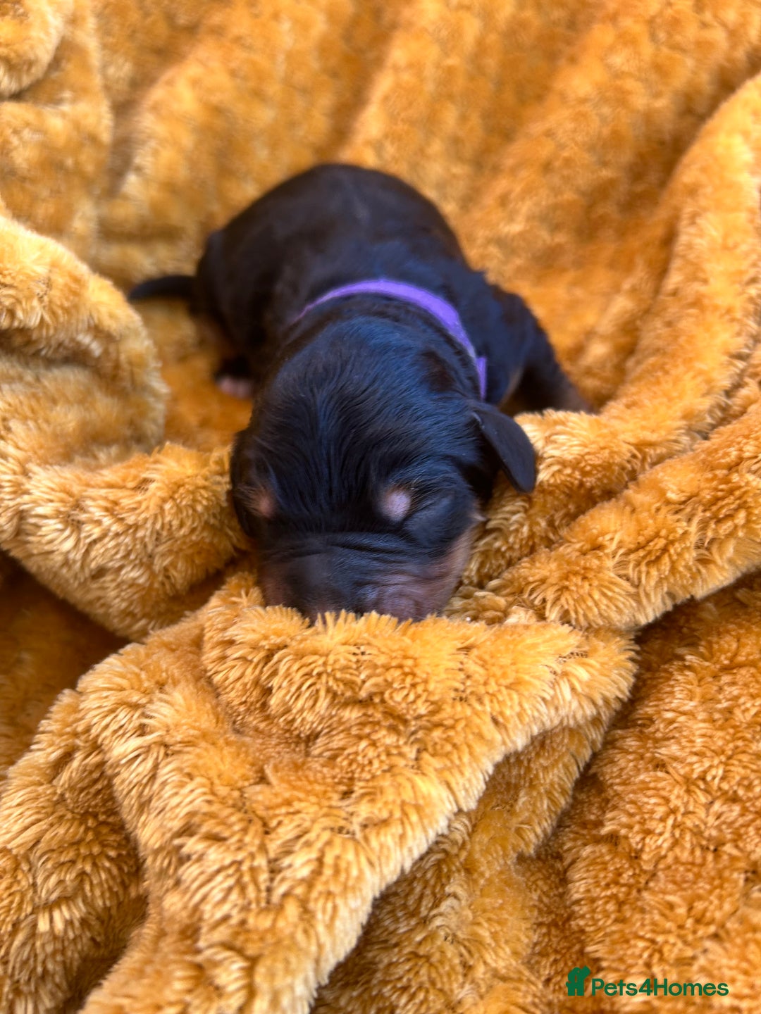 Bernedoodle dogs for sale: F1B Bernedoodle Puppies - Image 11