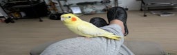 Cockatiels birds for sale: Tame lutino cockatiel London  - Advert 3