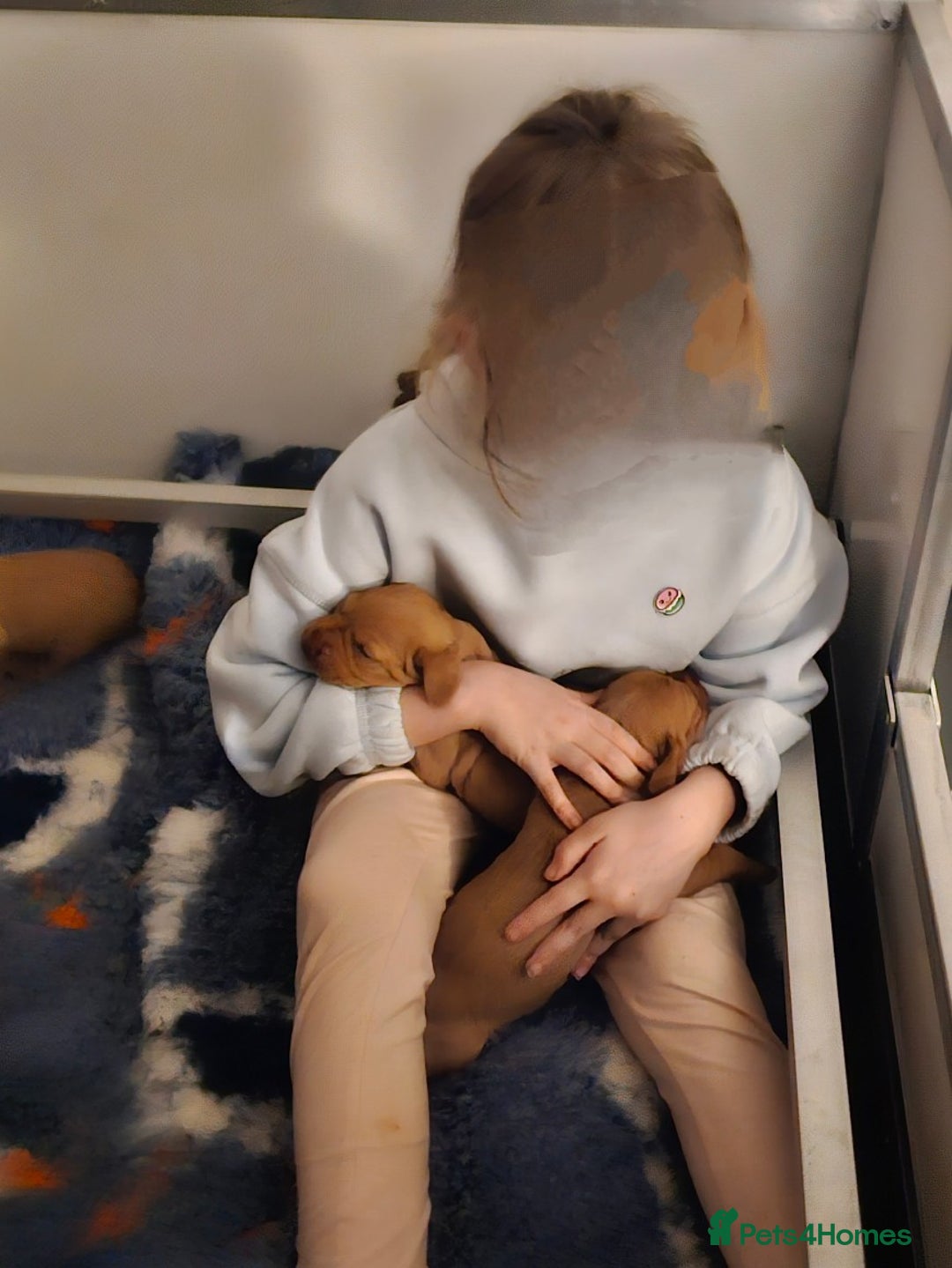 Hungarian Vizsla dogs for sale: Kc registered  - Advert 8